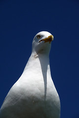 Image showing Brighton Seagulls Flying In The Air