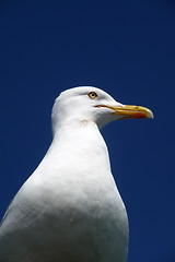 Image showing Brighton Seagulls Flying In The Air