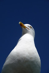 Image showing Brighton Seagulls Flying In The Air