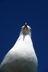 Image showing Brighton Seagulls Flying In The Air