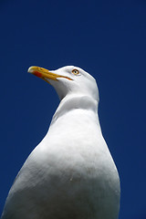 Image showing Brighton Seagulls Flying In The Air