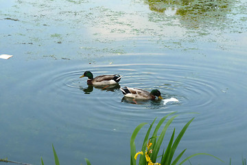 Image showing Ducks In Lake