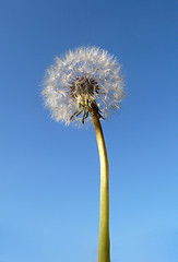 Image showing Dandelion Clock