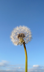 Image showing Dandelion Clock