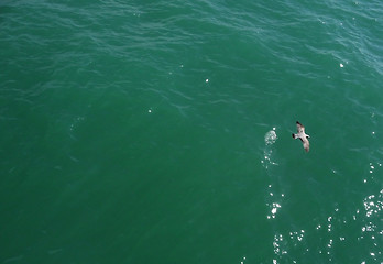 Image showing Brighton Seagulls Flying In The Air