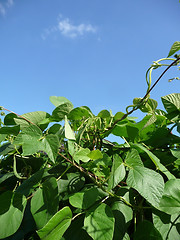 Image showing Runner Bean Plant