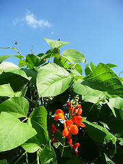 Image showing Runner Bean Plant 