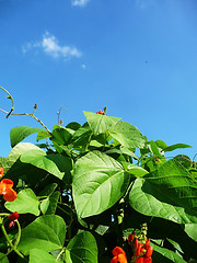 Image showing Runner Bean Plant