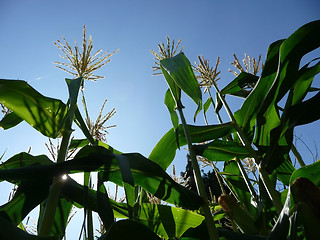 Image showing Corn Growing In A Field