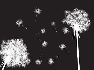 Image showing Dandelions in the night