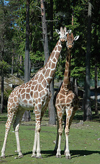 Image showing Giraffes in Love