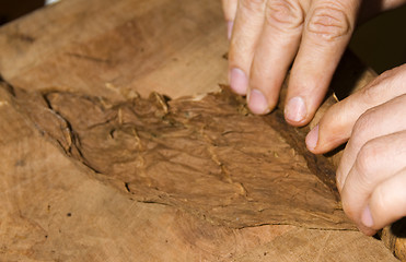 Image showing fresh quality tobacco leaves about to be rolled into cigar