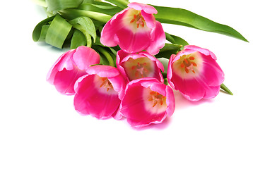 Image showing Pink tulips