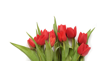 Image showing Red tulips