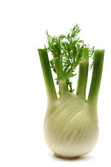 Image showing Fennel