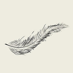 Image showing Flaoting feather