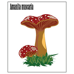 Image showing Amanita 