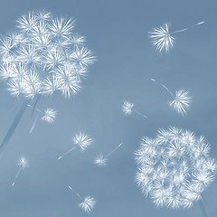 Image showing Dandelions in the wind