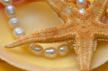 Image showing Pearls and shell