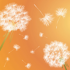 Image showing dandelion