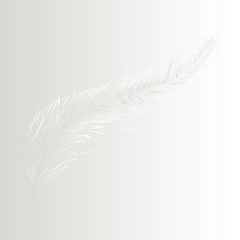 Image showing White feather