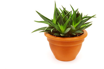 Image showing Aloe