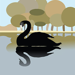 Image showing Black swan 