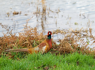 Image showing Common Pheasant by water