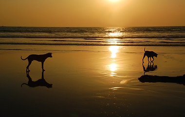 Image showing Two Dogs On The Beach At Sunset