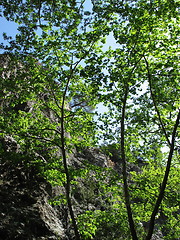 Image showing Green trees. Platres. Cyprus