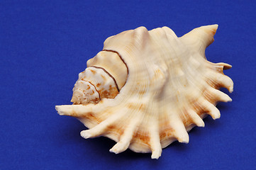 Image showing Sea shell