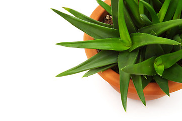 Image showing Aloe