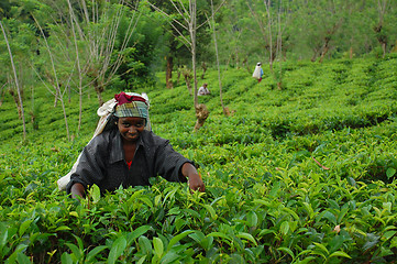 Image showing Lady Tea Worker At The Tea Plantation