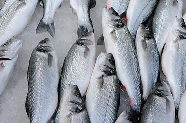 Image showing Fish On Ice