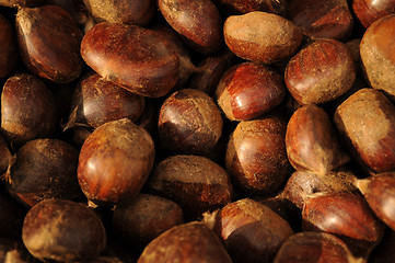 Image showing Chestnut