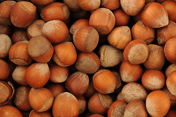 Image showing Hazelnut