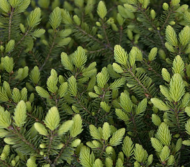 Image showing Fresh pine shoots