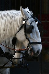 Image showing Two cart horses