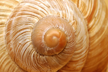 Image showing Closeup snail's shell