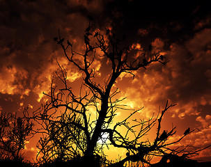 Image showing Birds On Tree With Sunset Background