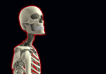 Image showing Close Up Skeleton 