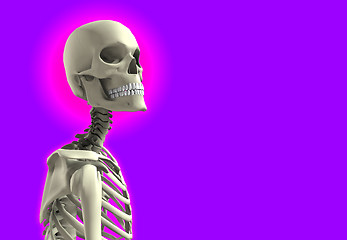 Image showing Close Up Skeleton 