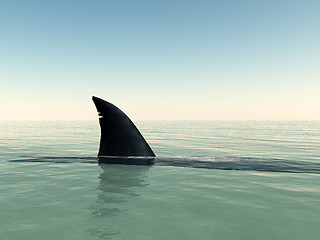 Image showing Shark 