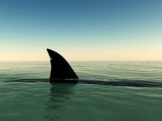 Image showing Shark