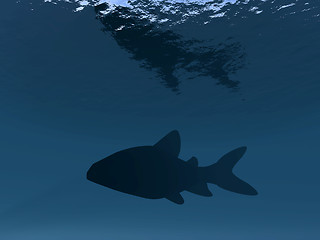 Image showing Undersea Fish
