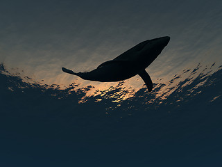 Image showing Whale Underwater