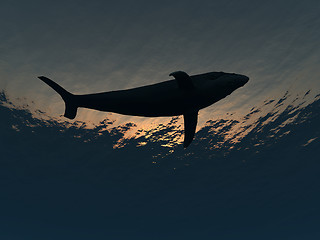 Image showing Whale Underwater