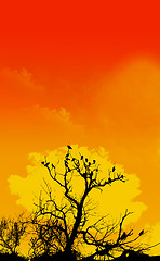 Image showing Orange Sky And Tree Foreground