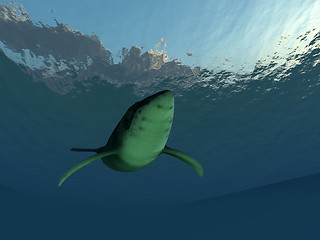 Image showing Whale Underwater