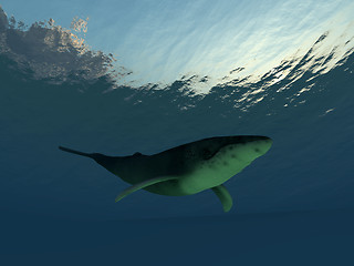 Image showing Whale Underwater